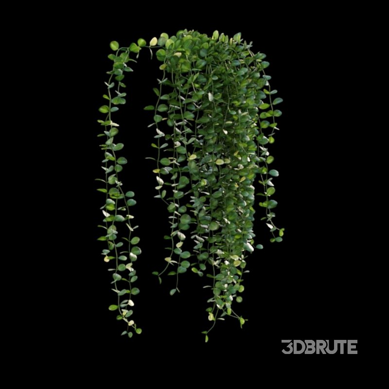 Dischidia Species – Rain of Coins Image 4