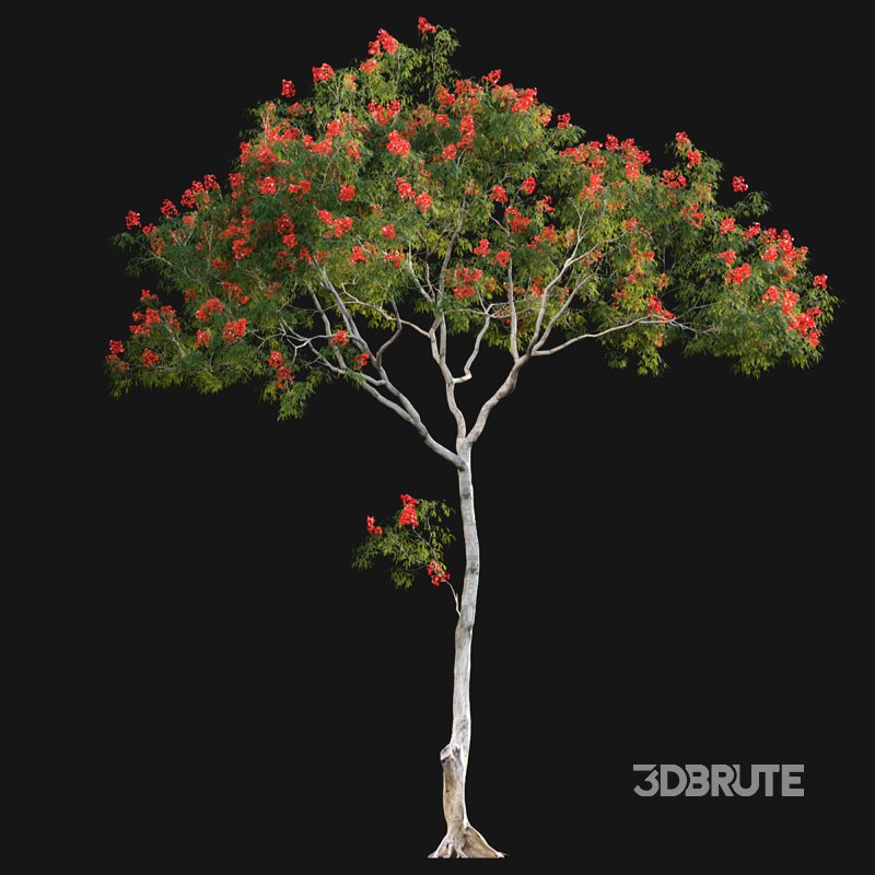 Dolonix regia – Royal Poinciana Image 4