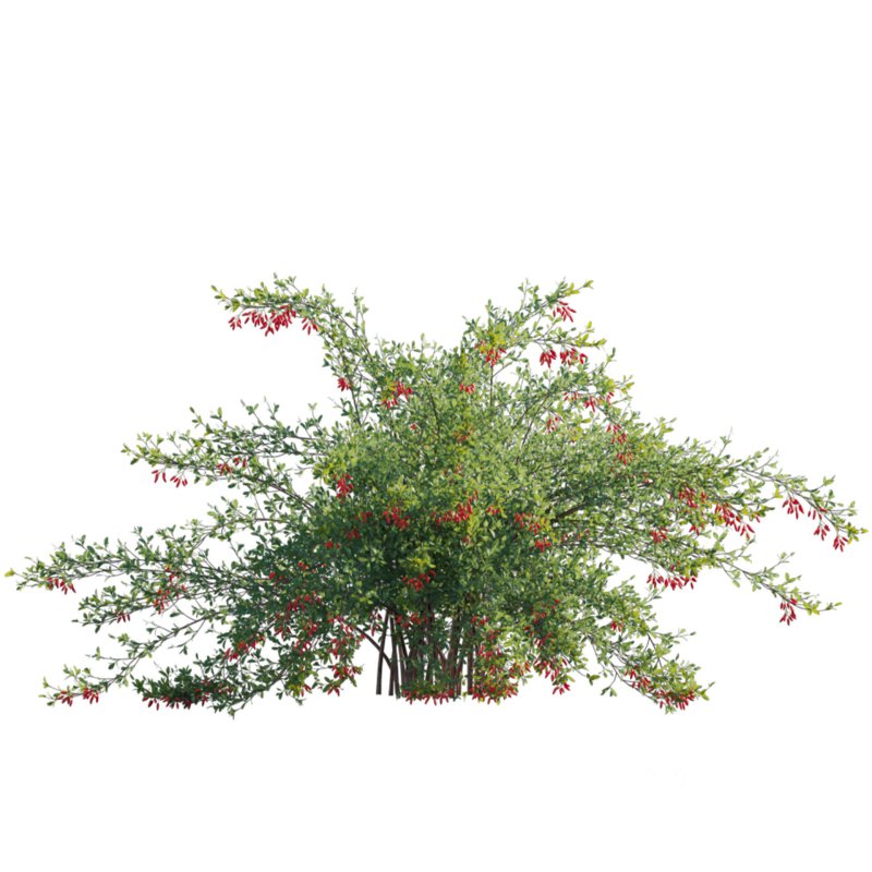 Berberis vulgaris – European barberry – Common barberry 04 Image 2