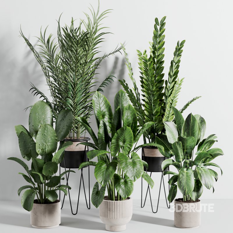 indoor plant 523 Image 4