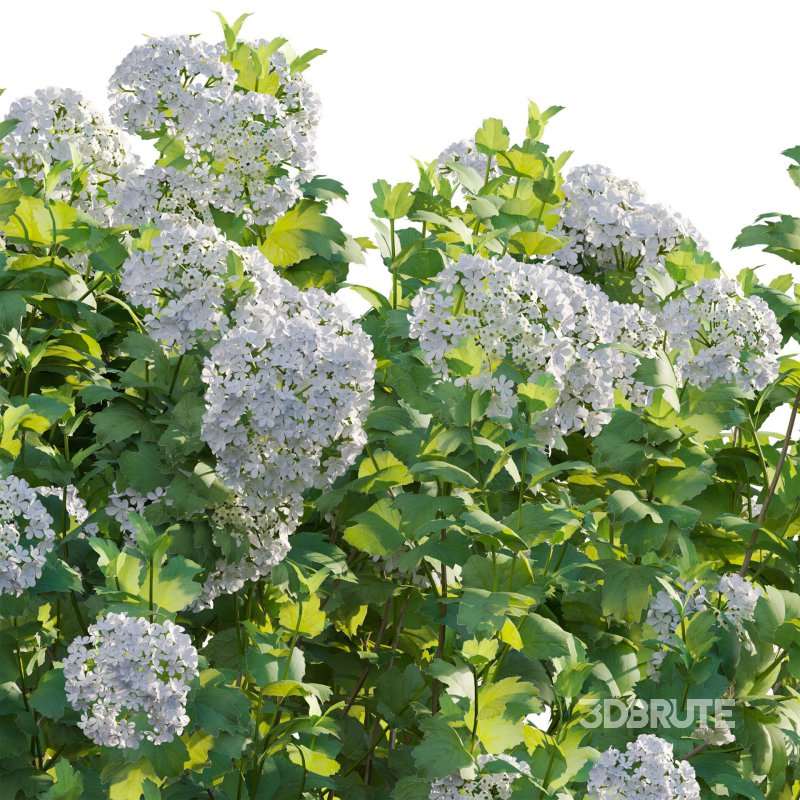 Viburnum opulus Roseum – European Cranberry bush 01 Image 4