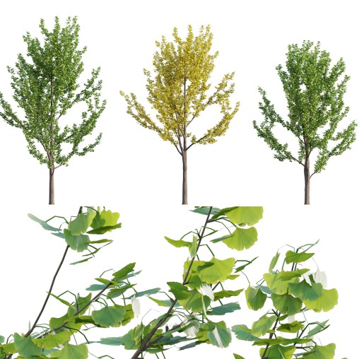 Ginkgo biloba 02