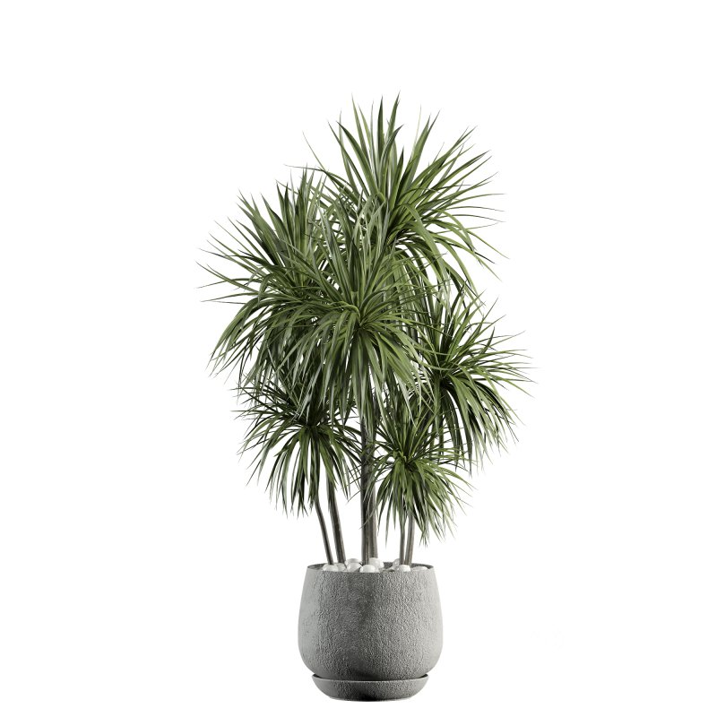 indoor plant 527 Image 2