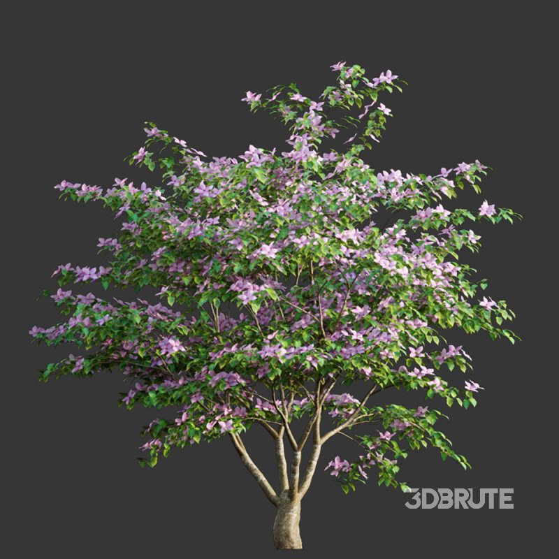 Cornus kousa -Chinese Dogwood – Kousa Dogwood Image 2