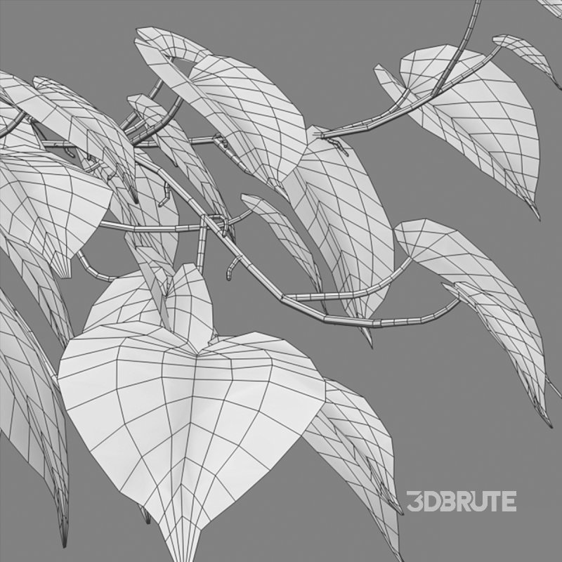 Epipremnum aureum – Money plant Image 5