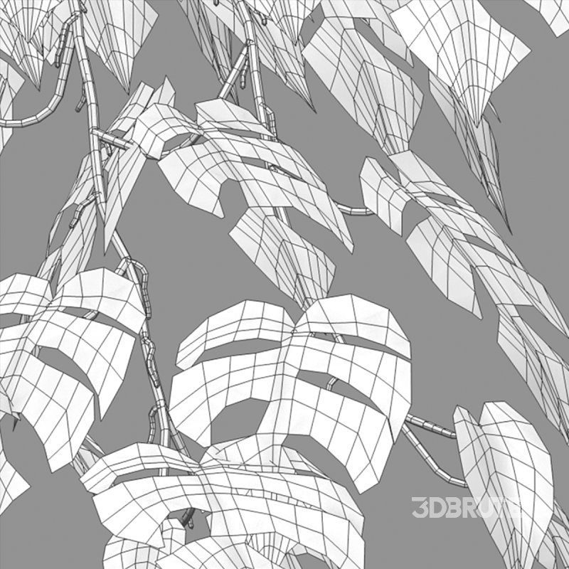 Rhaphidophora tetrasperma – Mini Monstera Image 5