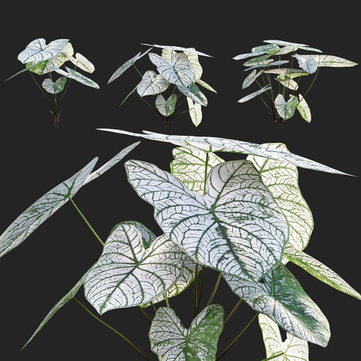 Caladium White Christmas – Angel Wings