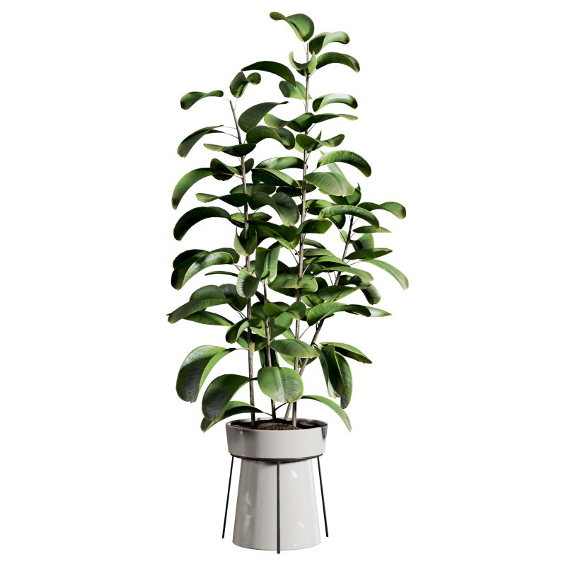 indoor plant 522 Image 2