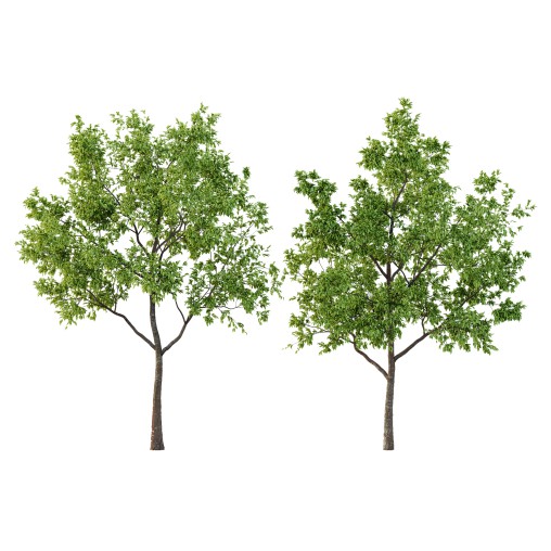 Diospyros Kaki Tree 01
