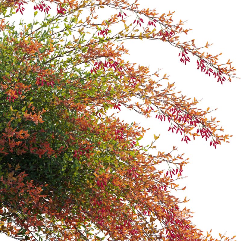 Berberis vulgaris – European barberry – Common barberry 02 Image 5