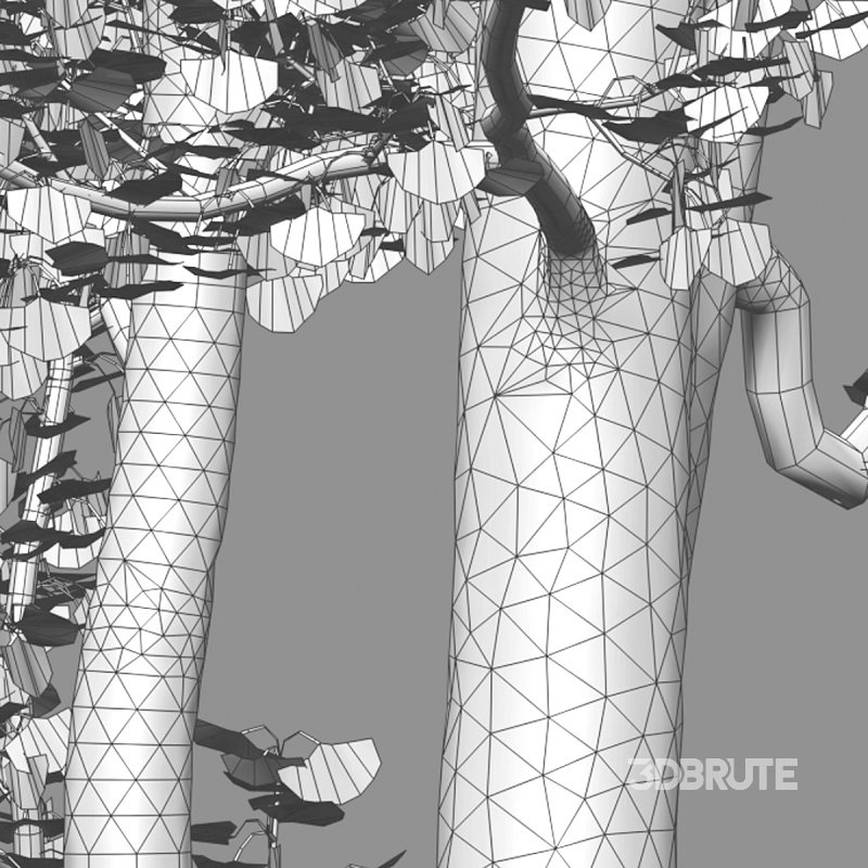 Ginkgo biloba 02 Image 6