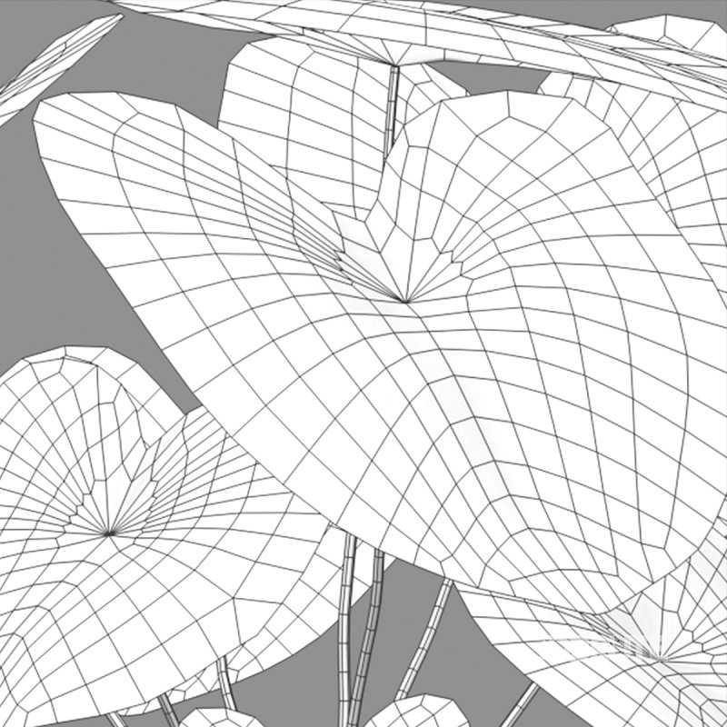 Caladium White Christmas – Angel Wings Image 6