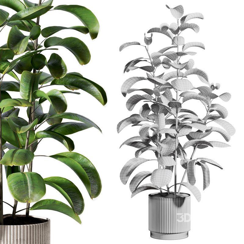 indoor plant 521 Image 2