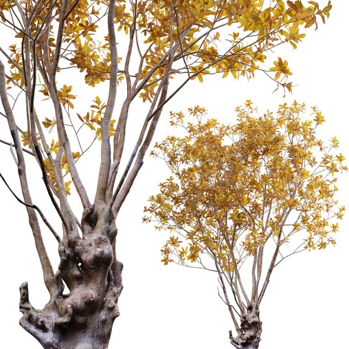 Barringtonia acutangula – fall