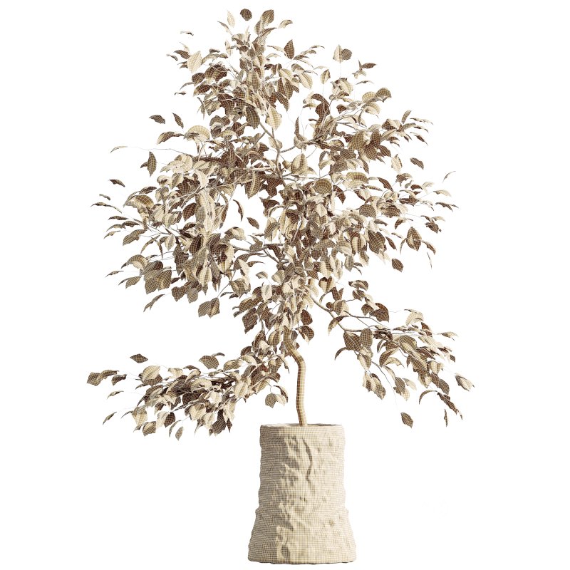 AV HousePlants Japandi Decorative Minimalism Ficus Dracaena Marginata 06 Image 4