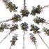 AV Plants Pinus Nigra Sylvestris Subsp Winter Snow - Thumbnail 2