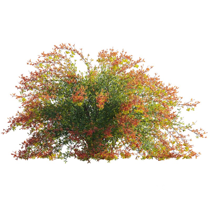 Berberis vulgaris – European barberry – Common barberry 01 Image 2