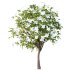 Michelia Maudiae Tree 04 - Thumbnail 2