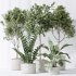 AV Indoor plants set 195 Mission Arbequina Olive and Ficus Microcarpa Moclame and Zamiifolia Araceae and ParadiseBird - Thumbnail 5