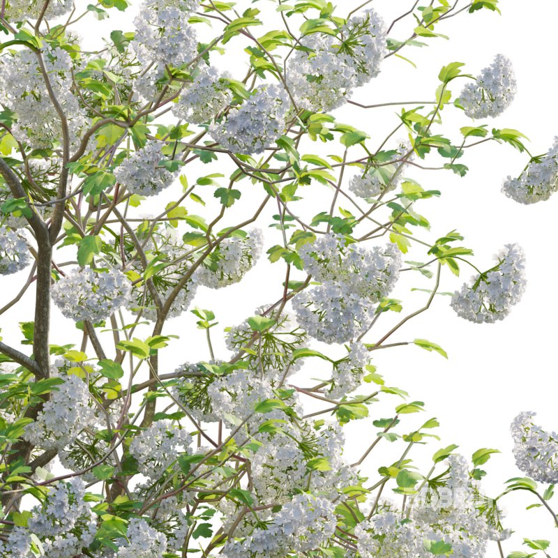 Viburnum opulus Roseum – European Cranberry bush 04 Image 3