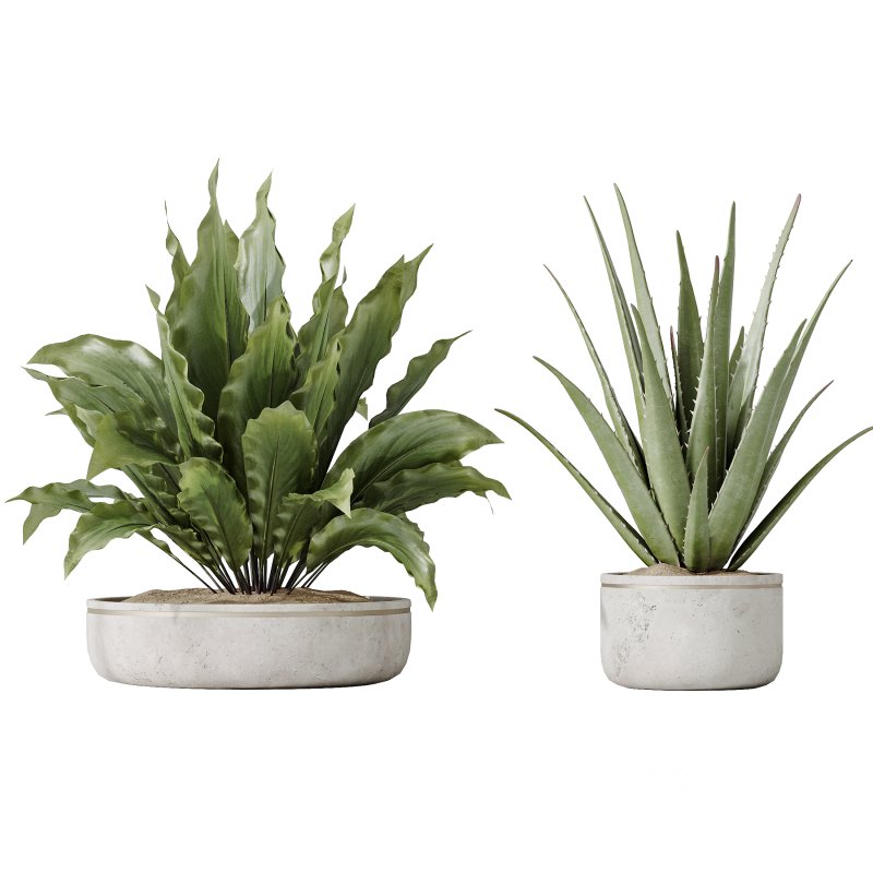 AV Indoor plants set 192 Mission Olive and Banana Strelitzia and Lily Domino and Aloe Vera Image 2