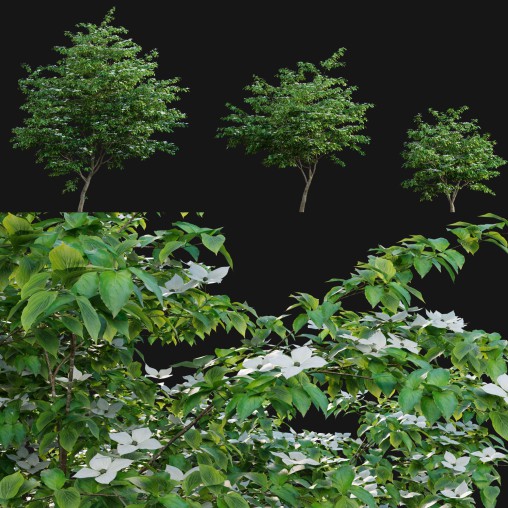 Cornus kousa -Chinese Dogwood – Kousa Dogwood