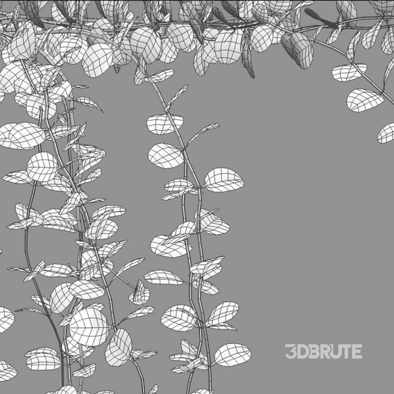 Dischidia Species – Rain of Coins Image 6