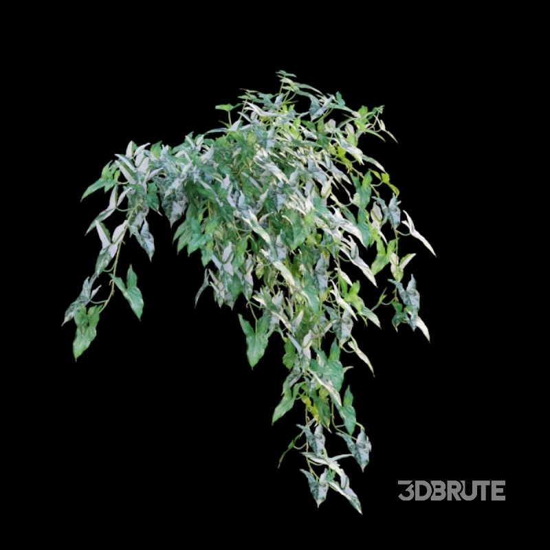 Syngonium Podophyllum Image 4