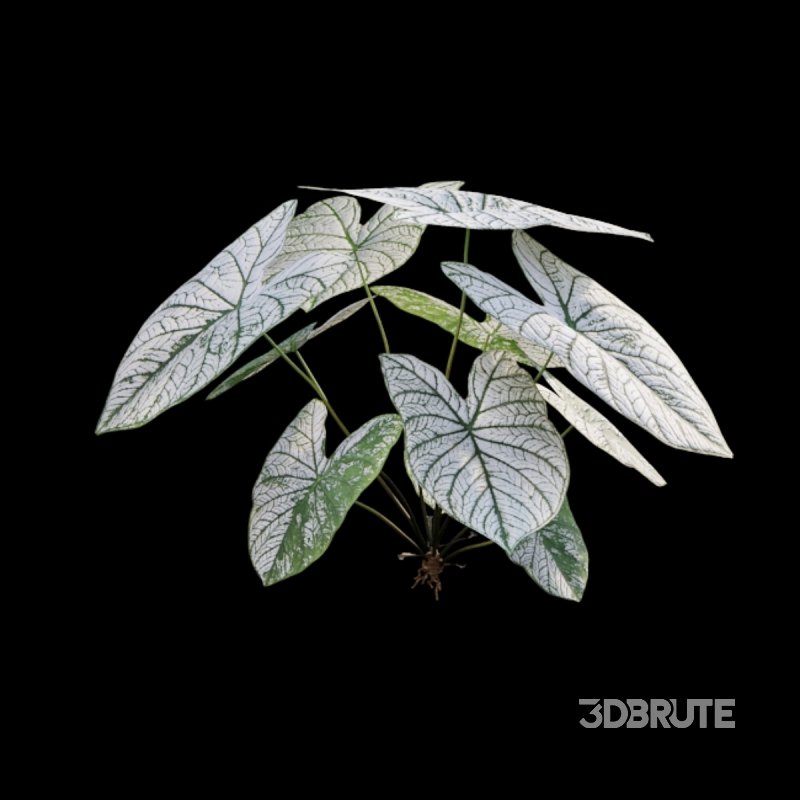 Caladium White Christmas – Angel Wings Image 3