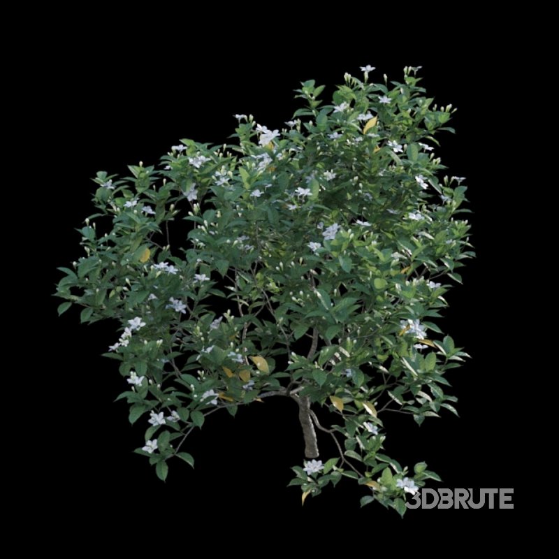 Gardenia augusta – Houttuynia – Gardenia jasminoide – 02 Image 6