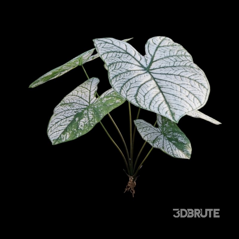 Caladium White Christmas – Angel Wings Image 2