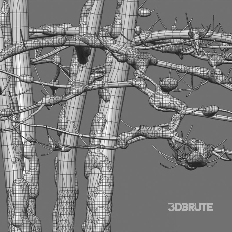 Alstonia scholaris – Snow Image 6