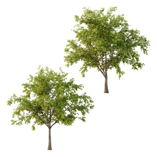 ntal tree for its tendency to bloom, flowers before leaves, earlier than the Japanese cherry Prunus serrulata. A tetraploid with 2n=32 chromosomes, it is used as rootstock for other flowering cherries. It is the parent of a number of hybrid cultivars. It is resistant to the fungal disease cherry leaf spot. P. pseudocerasus is near extinction in the wild due anthropogenic activities.
