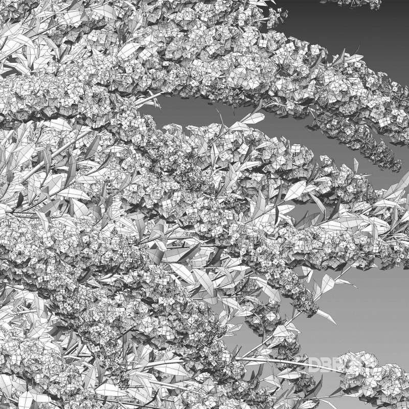 Spiraea Grefsheim – Garland Spiraea 01 Image 6