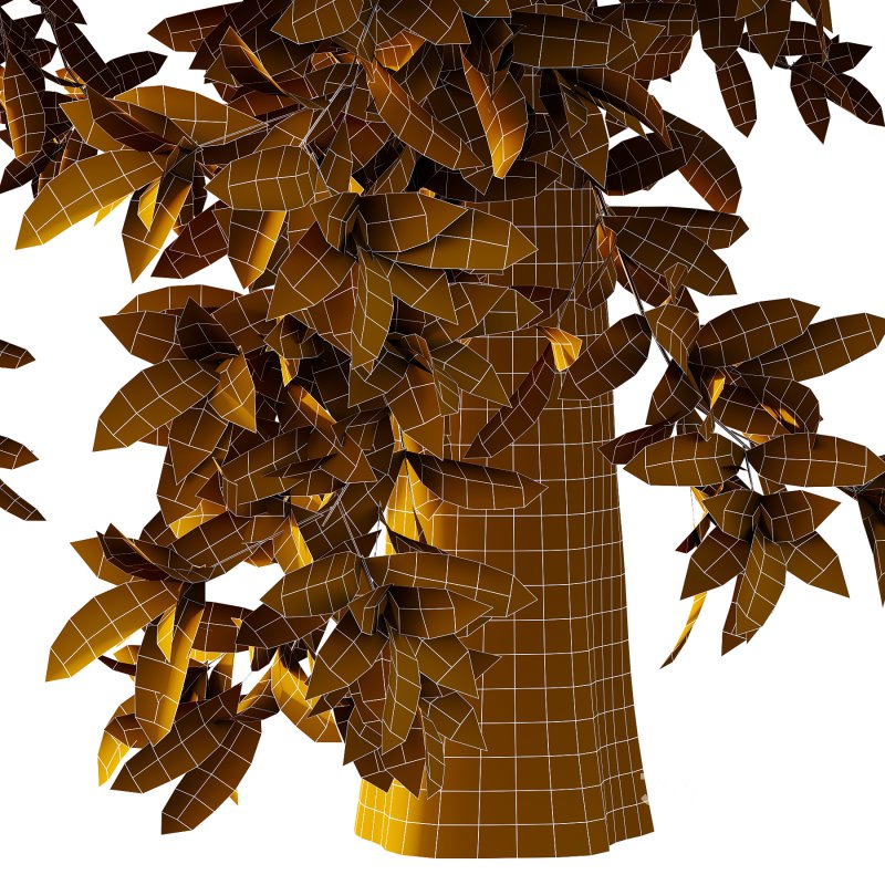 Michelia Maudiae Tree 03 Image 5