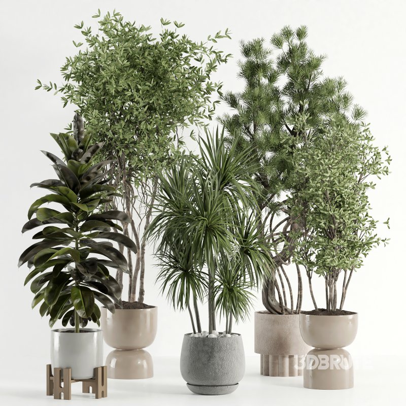 indoor plant 527 Image 4