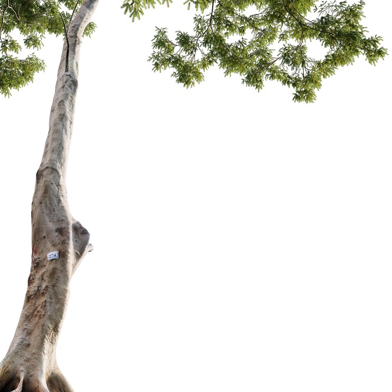 Dolonix regia – Royal Poinciana 02 Image 2
