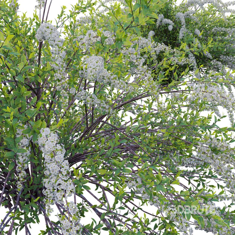 Spiraea Grefsheim – Garland Spiraea 02 Image 5