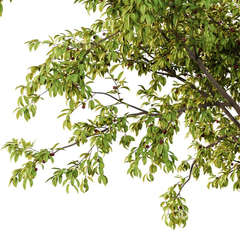 ntal tree for its tendency to bloom, flowers before leaves, earlier than the Japanese cherry Prunus serrulata. A tetraploid with 2n=32 chromosomes, it is used as rootstock for other flowering cherries. It is the parent of a number of hybrid cultivars. It is resistant to the fungal disease cherry leaf spot. P. pseudocerasus is near extinction in the wild due anthropogenic activities. Image 4