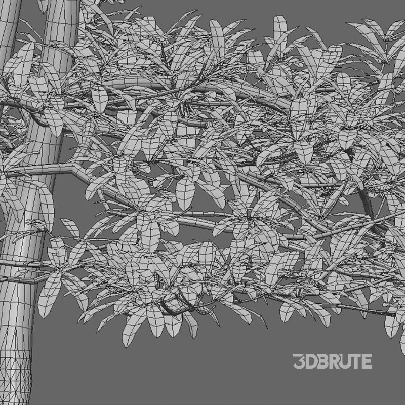 Alstonia scholaris – Milkwood 02 Image 5