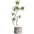 AV HousePlants Japandi Decorative Minimalism Ficus Dracaena Marginata - Thumbnail 1