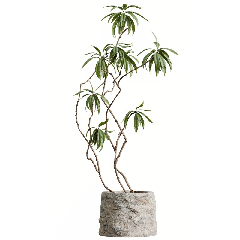 AV HousePlants Japandi Decorative Minimalism Ficus Dracaena Marginata Image 1