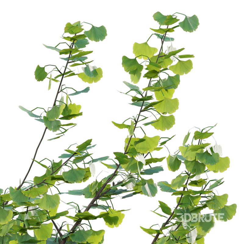 Ginkgo biloba Image 2