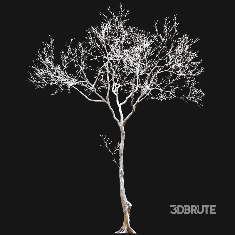 Dolonix regia – Royal Poinciana – Winter Image 4