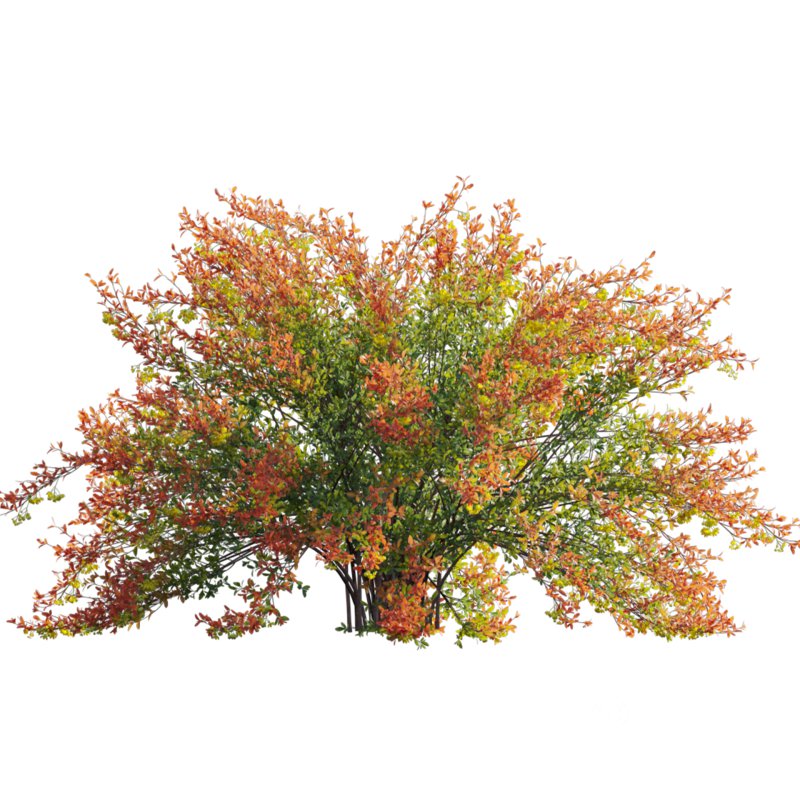 Berberis vulgaris – European barberry – Common barberry 01 Image 3