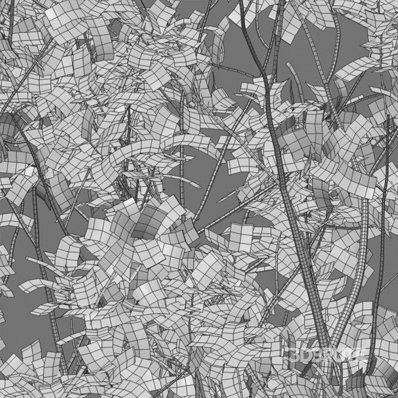 Barringtonia acutangula – fall Image 5