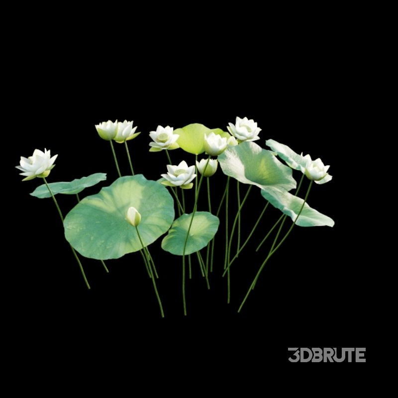 Nelumbo lutea – lotus Image 4