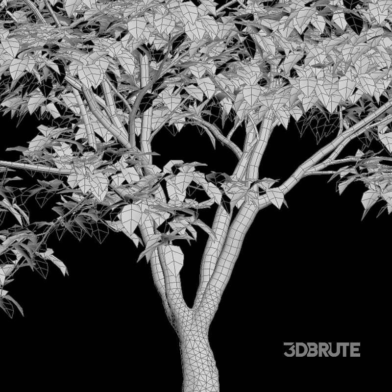 Cornus kousa -Chinese Dogwood – Kousa Dogwood Image 5