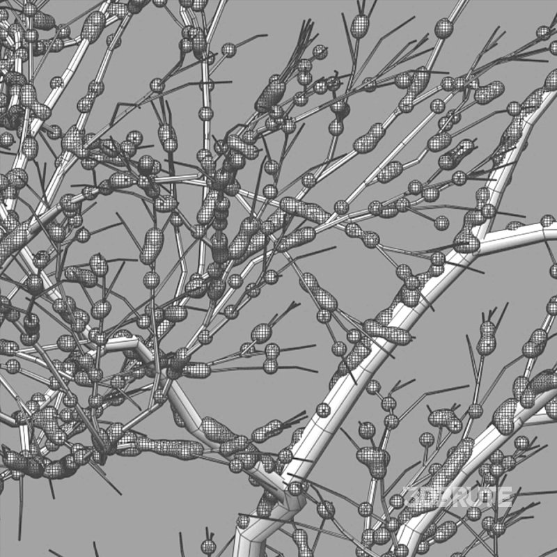 Dolonix regia – Royal Poinciana – Winter Image 6