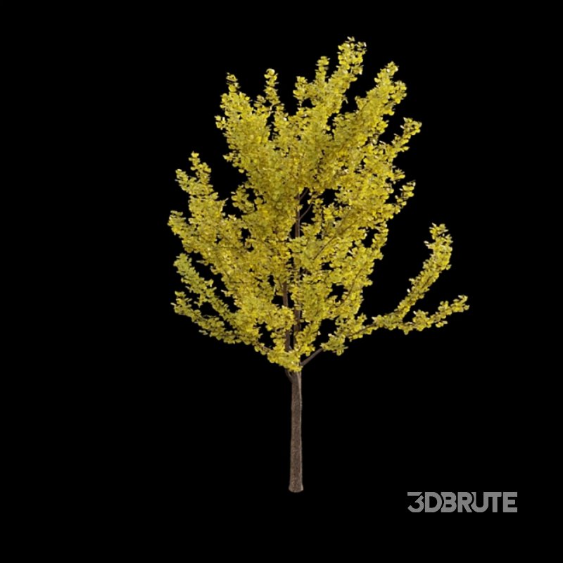 Ginkgo biloba 02 Image 3